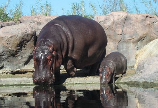 hippos-tampa.jpg