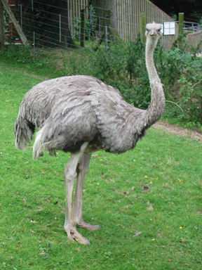 ostrich-marwell.jpg